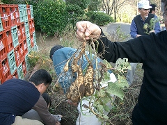 国分酒造／芋掘り体験