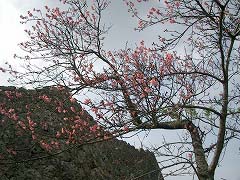 寒緋桜(かんひざくら)